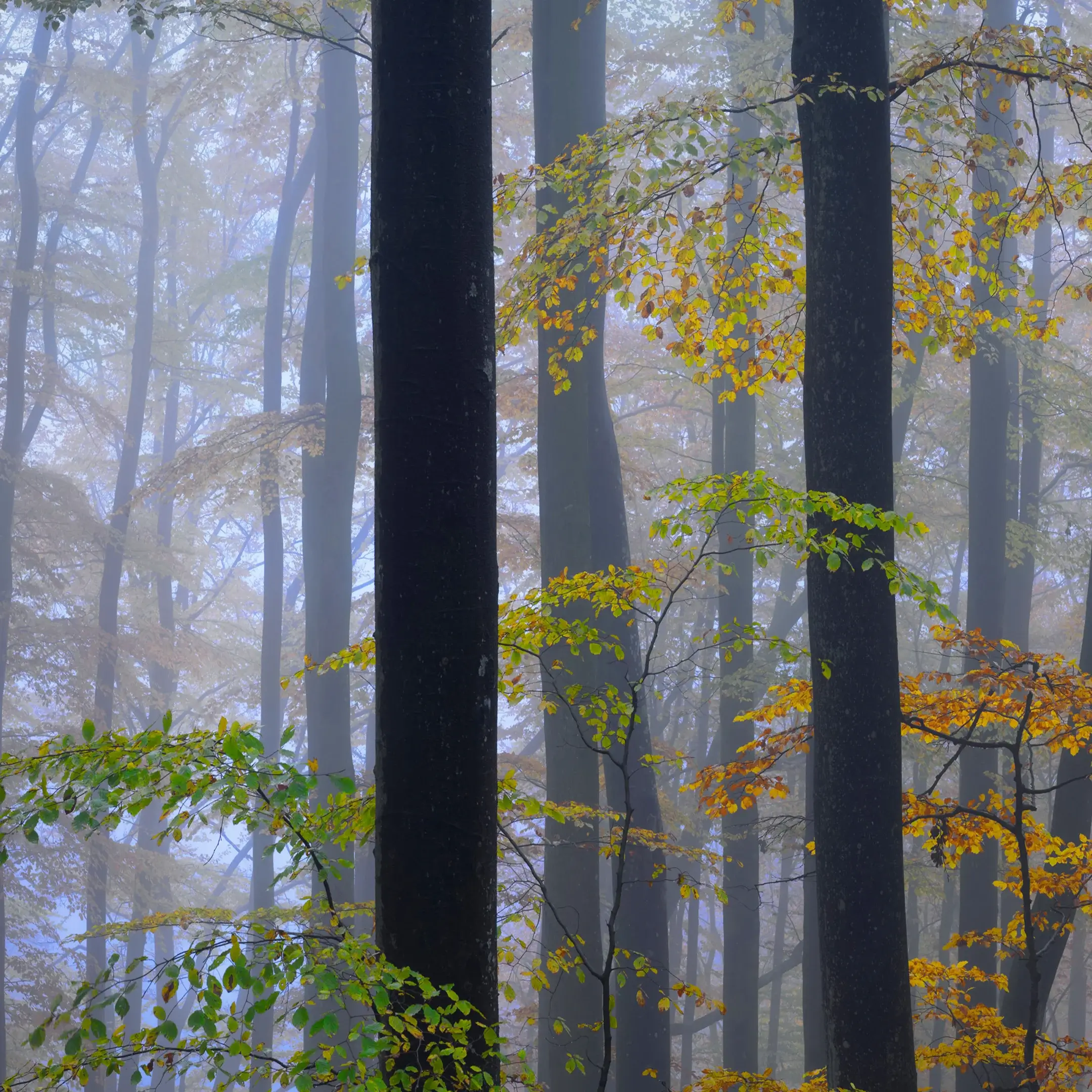 Bokskog SöDeråSens Nationalpark Oktober 2011 S